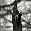 Great spotted woodpecker