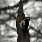 Great spotted woodpecker