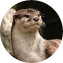 Otter Wallpaper New Tab Chrome extension download