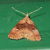 Erebid moth