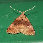 Erebid moth