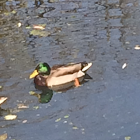 Mallard