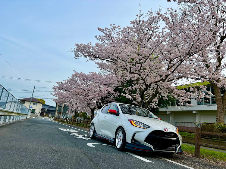 ヤリスの桜とコラボ・4月もよろしくお願い致します🌸・桜コラボに関するカスタム事例の投稿画像1枚目