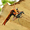 Robberfly vs Tiger Beetle