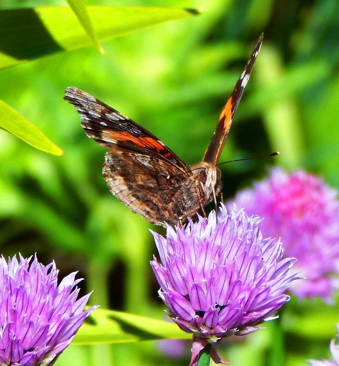 Red Admiral