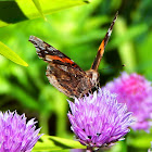 Red Admiral