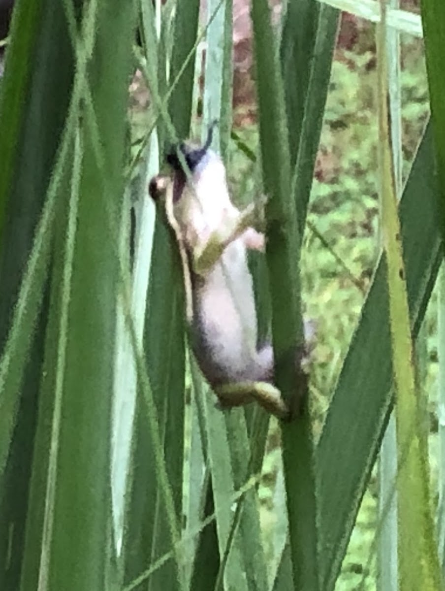 Green Tree Frog