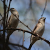 Indian Silverbill