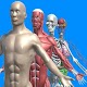 Download Human anatomy system & parts For PC Windows and Mac 2.0