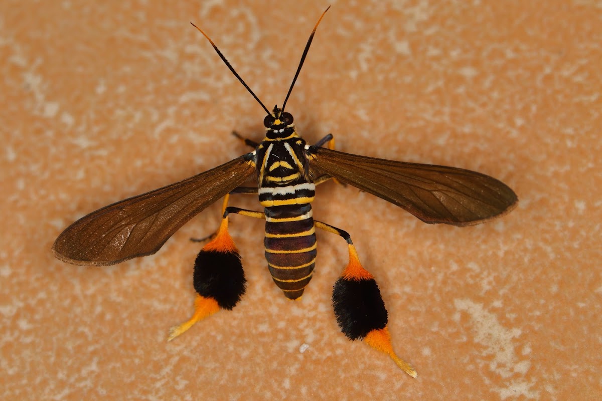 Wasp Moth