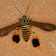 Wasp Moth