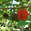 Paper Mulberry