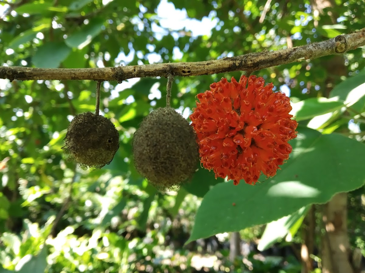 Paper Mulberry