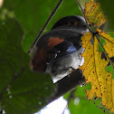 Silver-breasted Broadbill