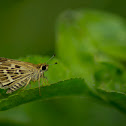 Common grass dart