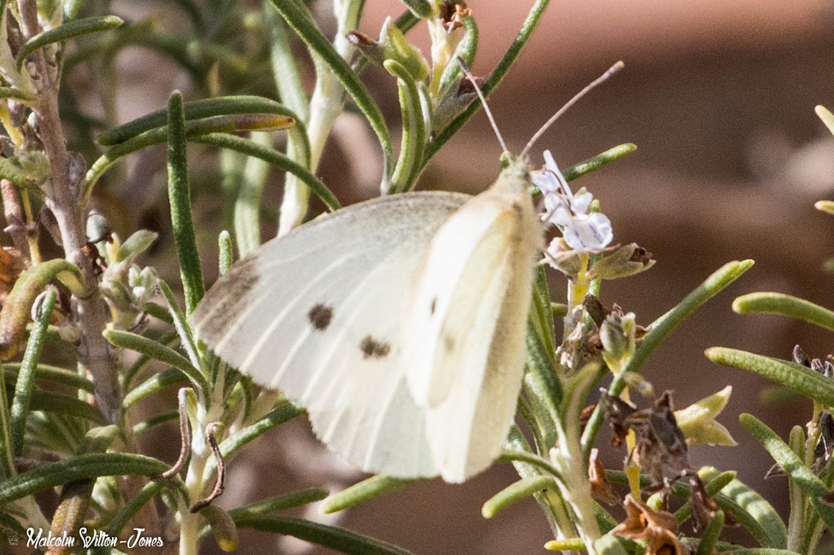 Small White