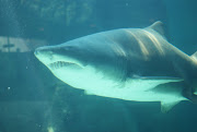 A Ragged-tooth shark in Durban File picture.