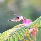 Ruby-throated hummingbird (female)