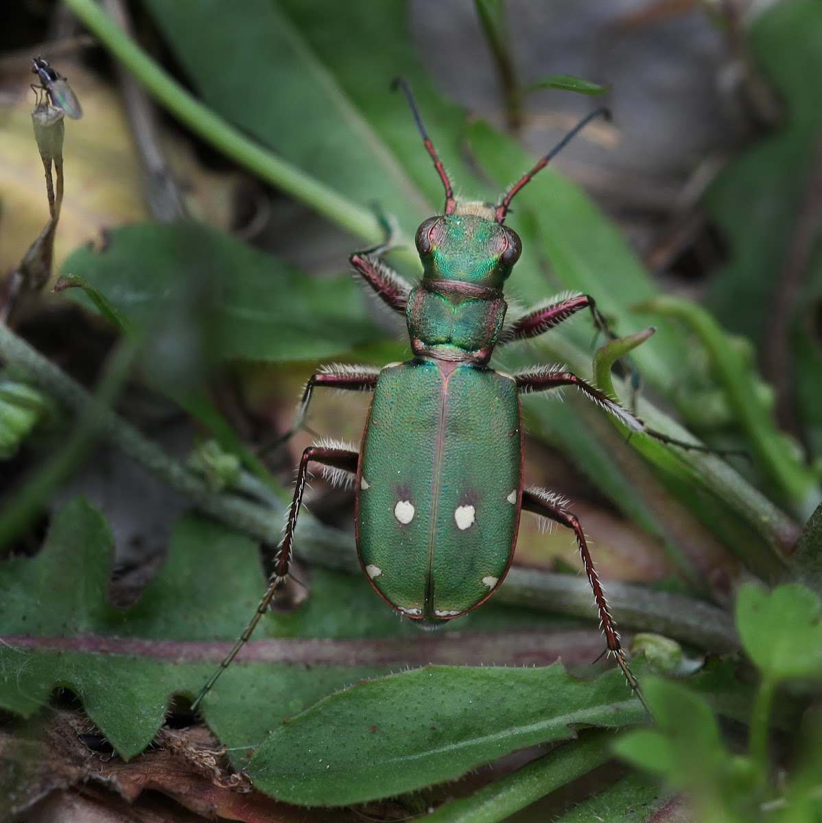 Green Tiger Beetle