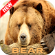 Download Bear Wallpaper HD  1.0.0