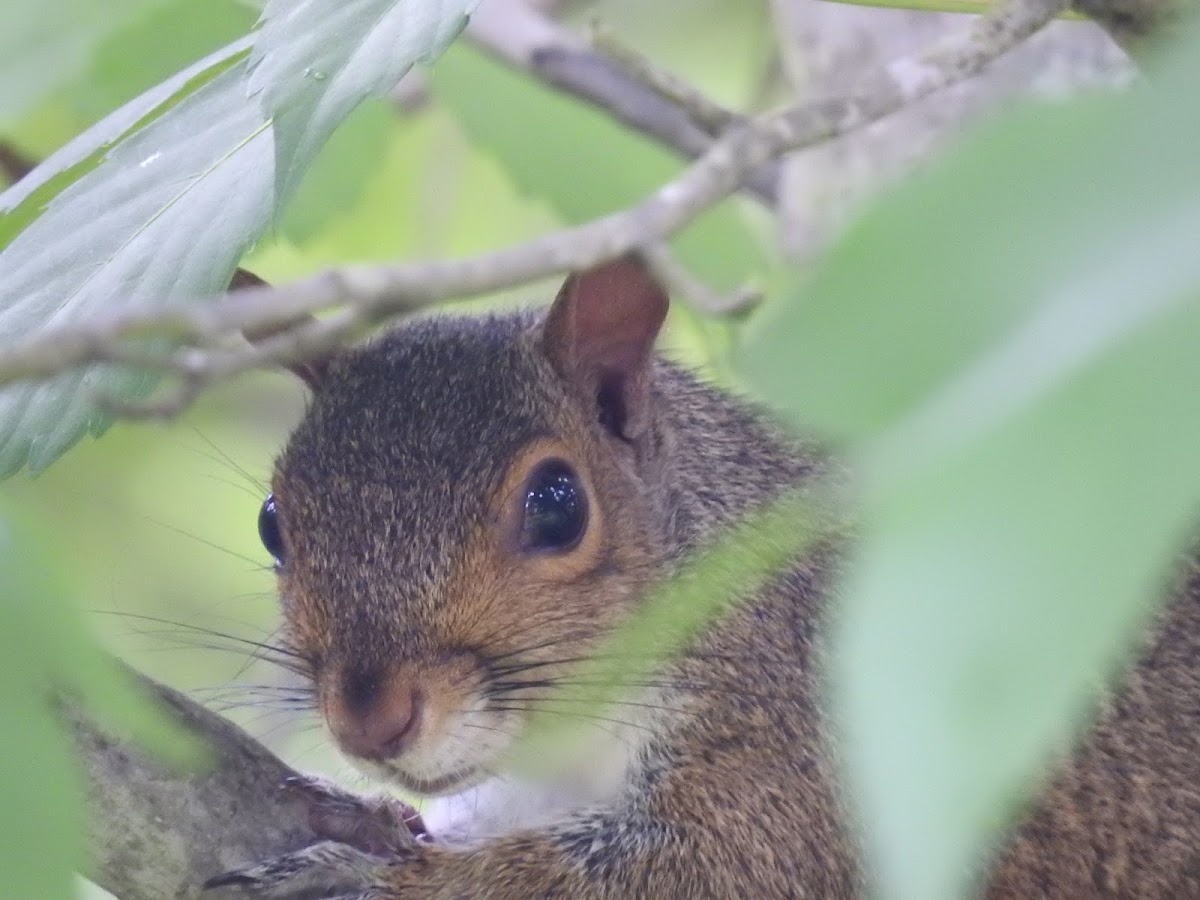 Eastern Gray Squirrel