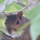 Eastern Gray Squirrel