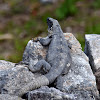 Black Iguana