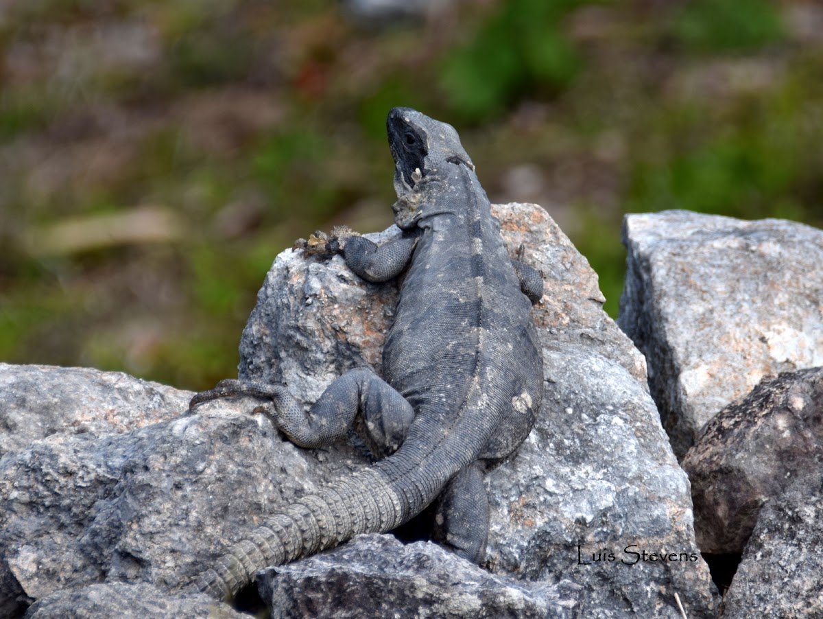 Black Iguana