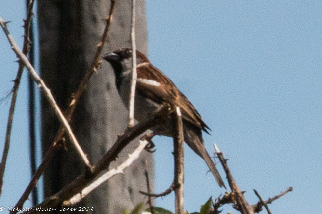 House Sparrow