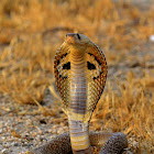 spectacled cobra