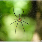 Nephila pilipes 斑絡新婦蛛