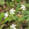 Palmer's catchfly