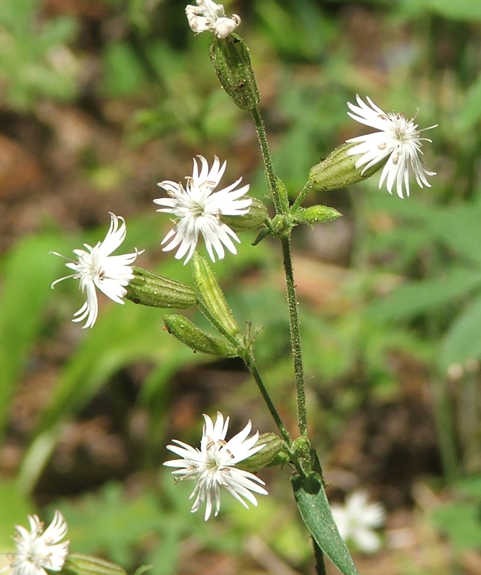 Palmer's catchfly