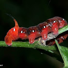 caterpillar