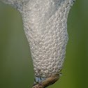 Froghopper / Spittlebug