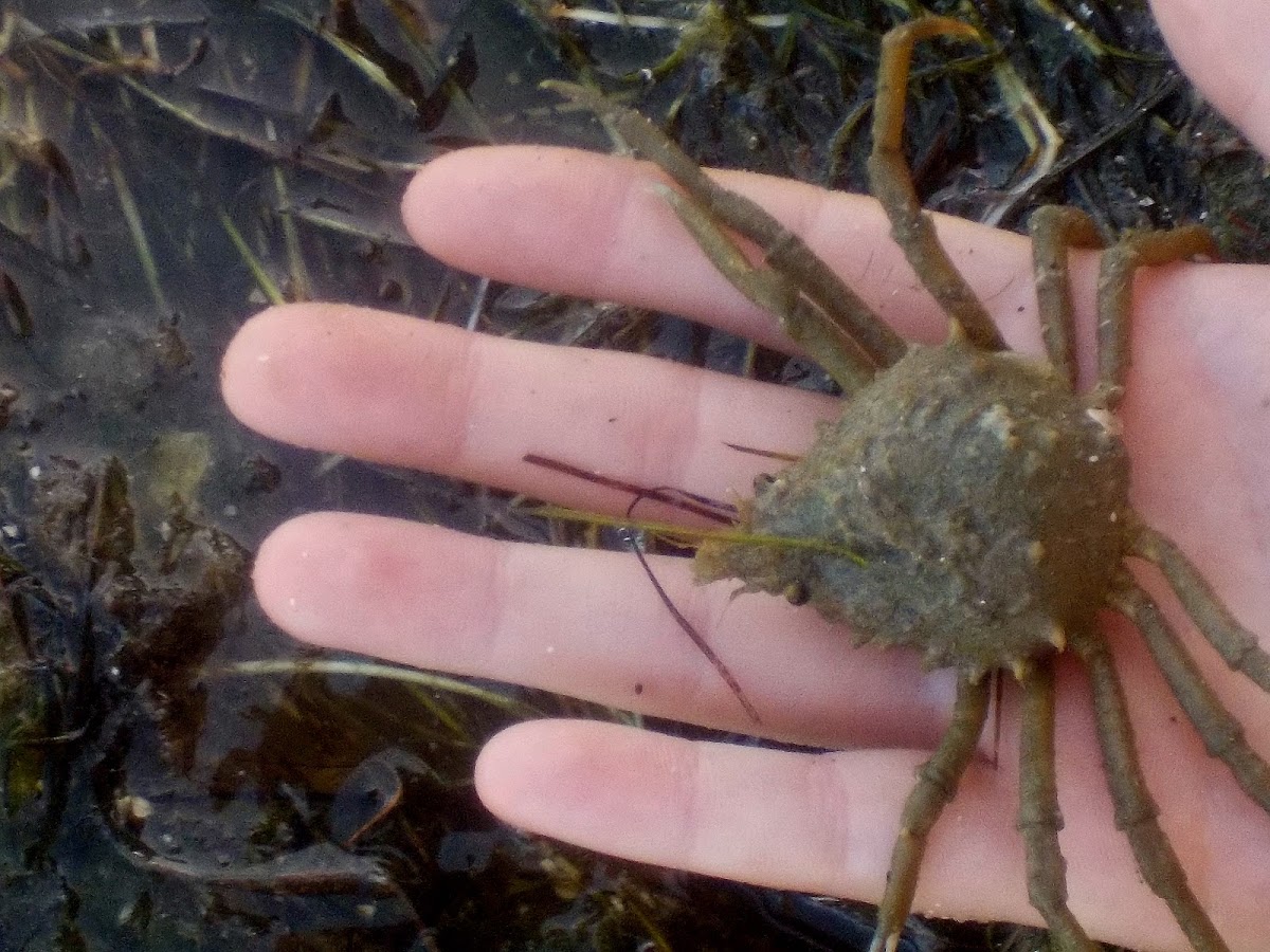 longnose spider crab