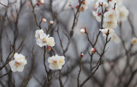 Plum blossoms white flowers small promo image