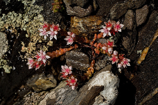 Sedum anglicum