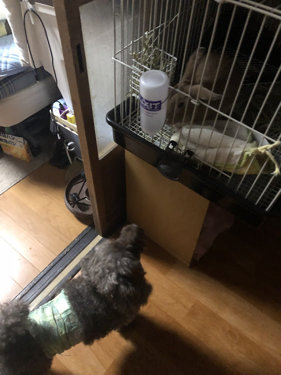 Nボックスカスタムのうさぎ仲間入り・愛犬ユス・雨でも洗車に関するカスタム事例の投稿画像2枚目