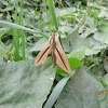 Brown-Banded Hunter Hawkmoth