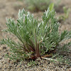 Beach wormwood