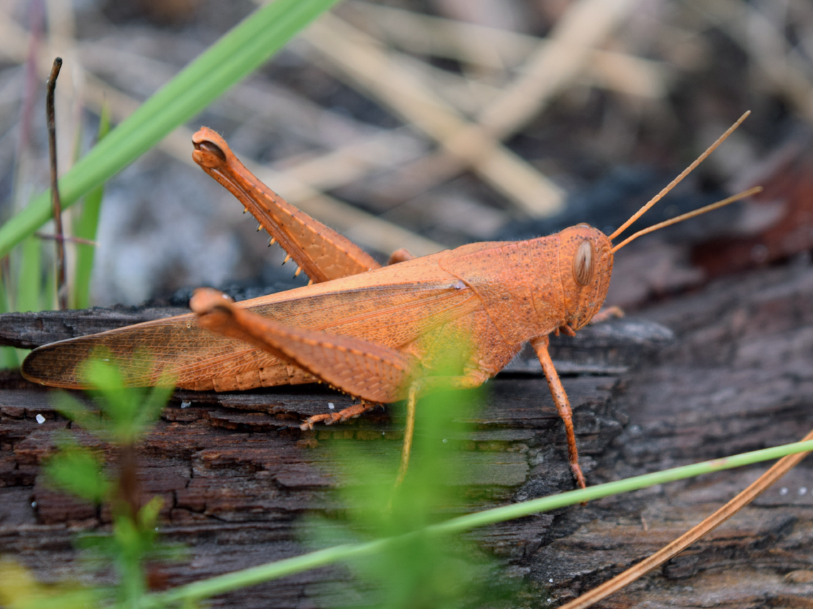 Mischievous Bird Grasshopper