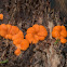 Wolfs Milk (Slime Mold)