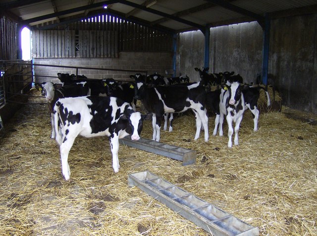 File:Cattle sheds near Yetminster - geograph.org.uk - 438237.jpg ...