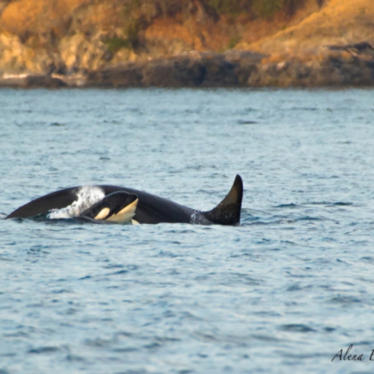 Southern Resident Orca w/ Baby