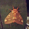 Regal Moth