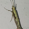 Diamondback moth/cabbage moth