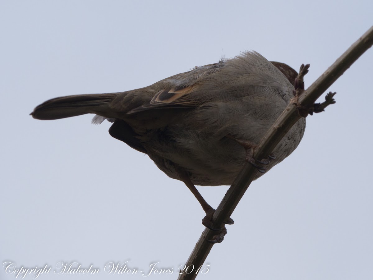 House Sparrow