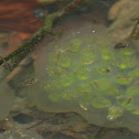 Spotted Salamander Eggs/ Larva