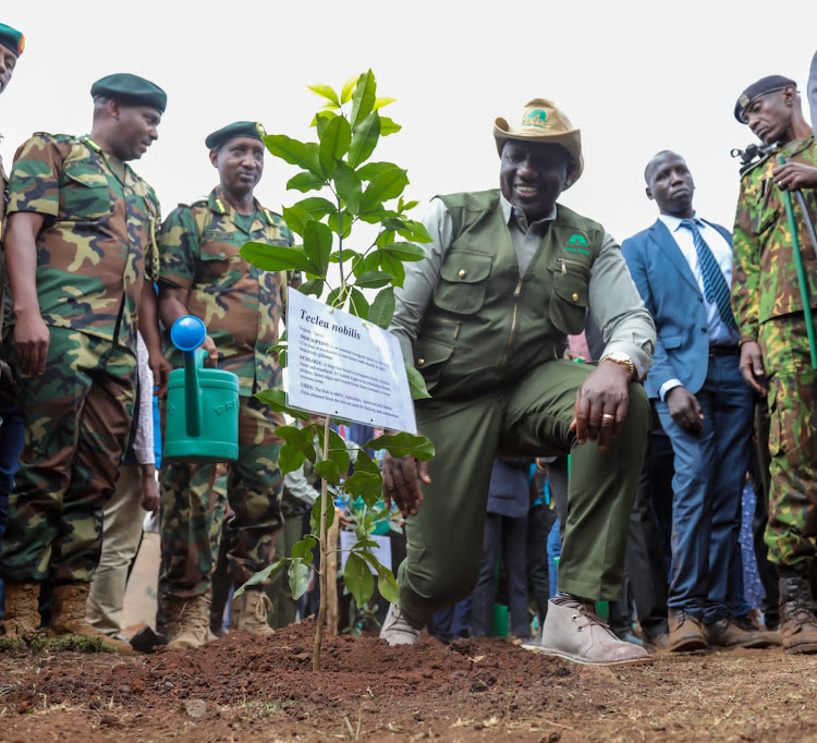 President William Ruto plants a tree during the launch of the National Programme for accelerated forestry and rangelands restoration.